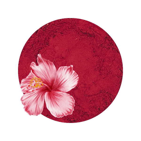Hibiskusblütenpulver mit Blüte