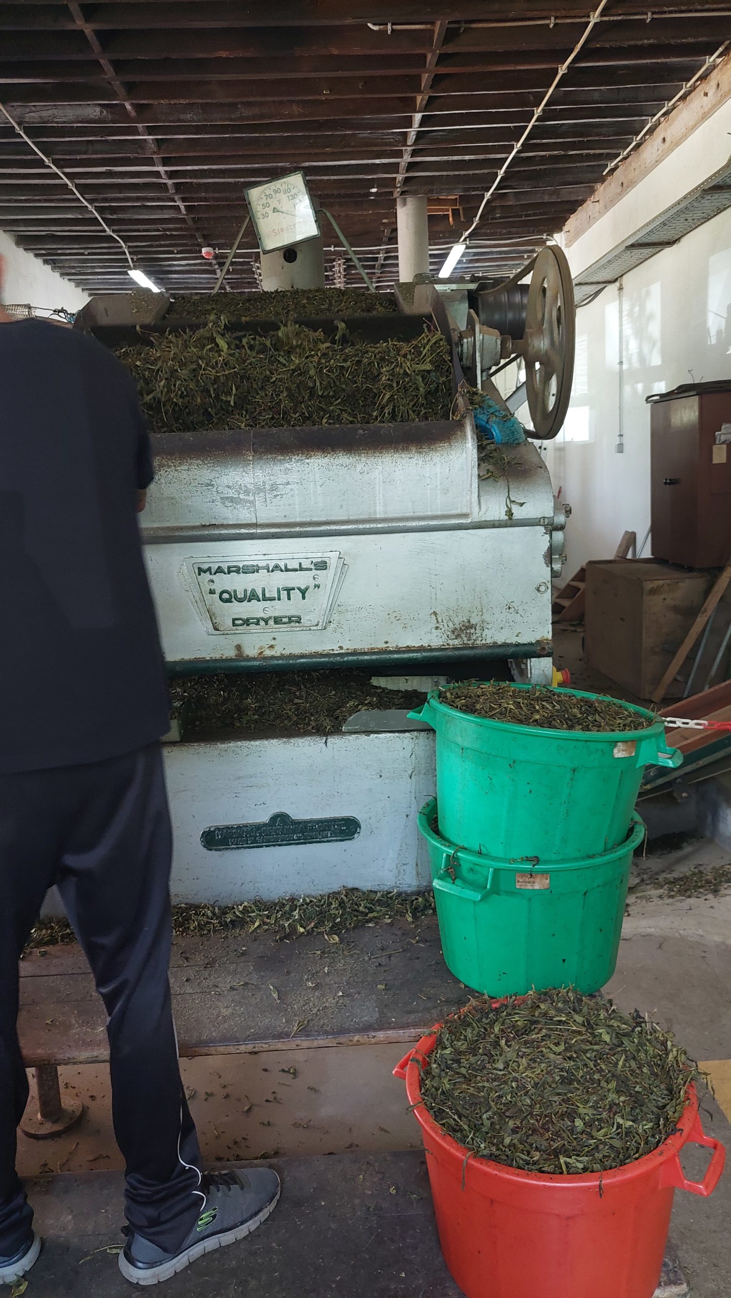 Macchinario della piantagione di tè