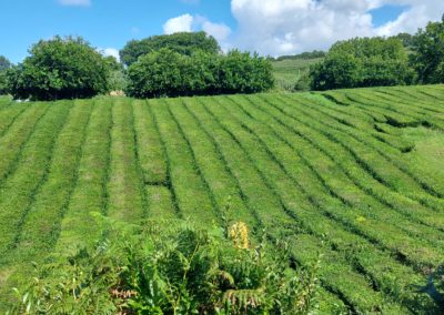 Piantagione di tè Chá Gorreana immersa tra dolci colline